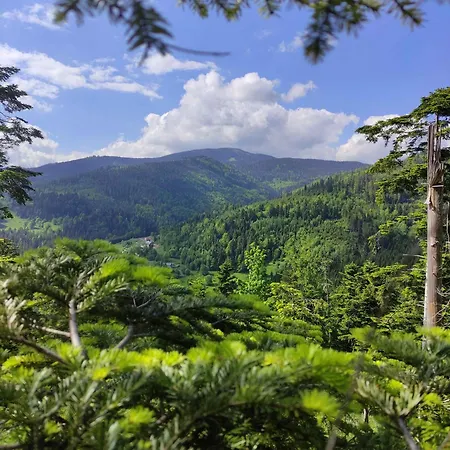 Monika I コルビエルフ